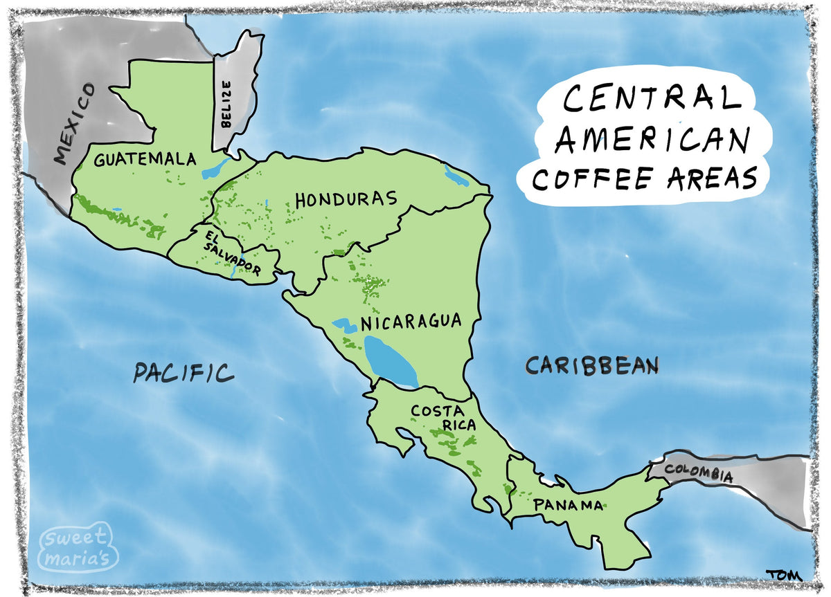 Central America - Coffee Shrub