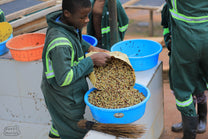 A worker at a Ugandan wet mill transfers low grade coffee from the fermentation tank.