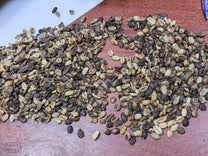 Alpha R400 grade coffee spread out on the table.
