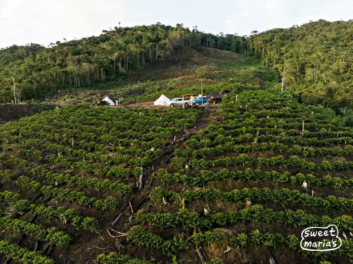 An aerial view of one part of the Finca Rosita plantings in Illimani