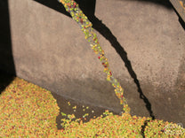 Pulp natural coffee being send to the soaking tanks before drying. 