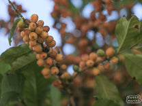 Yellow Catuaí fruit ripens at a farm in Carmo de Minas region, Sul de Minas. (not Sitio Tres Barras - we have yet to visit!)