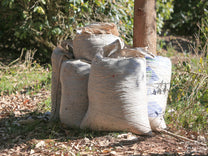 Burlap sacks are filled with coffee cherries as they are harvested from the trees. Southern Minas.