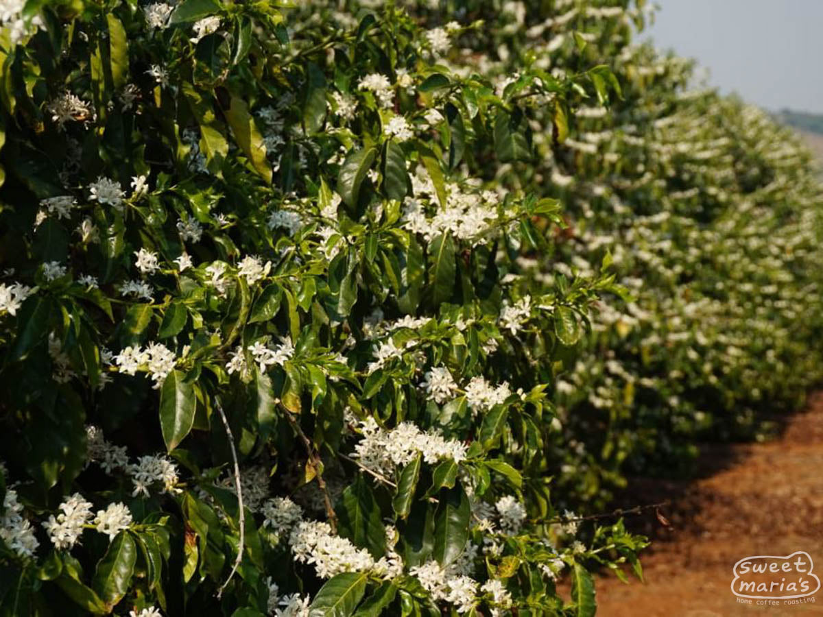 Flowering coffee plants at Sao Jose before the harvest.