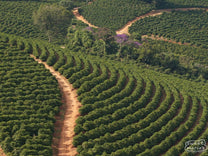 Aerial view of neatly planted coffee trees at Sao Jose farm.