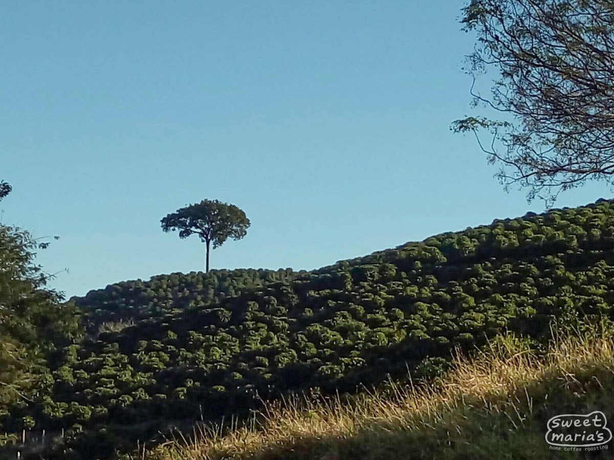 A patchwork of coffee and other crops paint a beautiful picture on the rolling hills of the Mantiqueira de Minas mountain range.