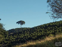 A patchwork of coffee and other crops paint a beautiful picture on the rolling hills of the Mantiqueira de Minas mountain range.