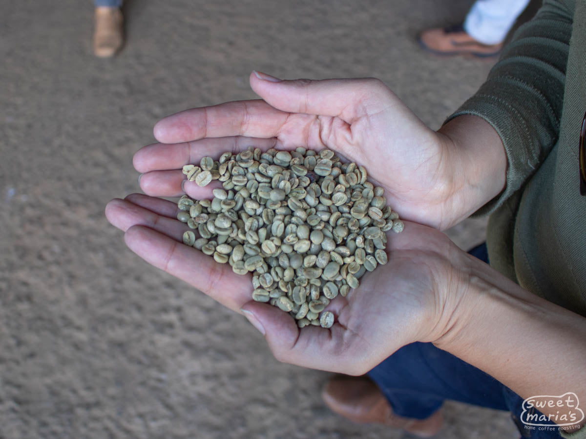 Green dry process coffee from another Minas Geraís farm after being milled.