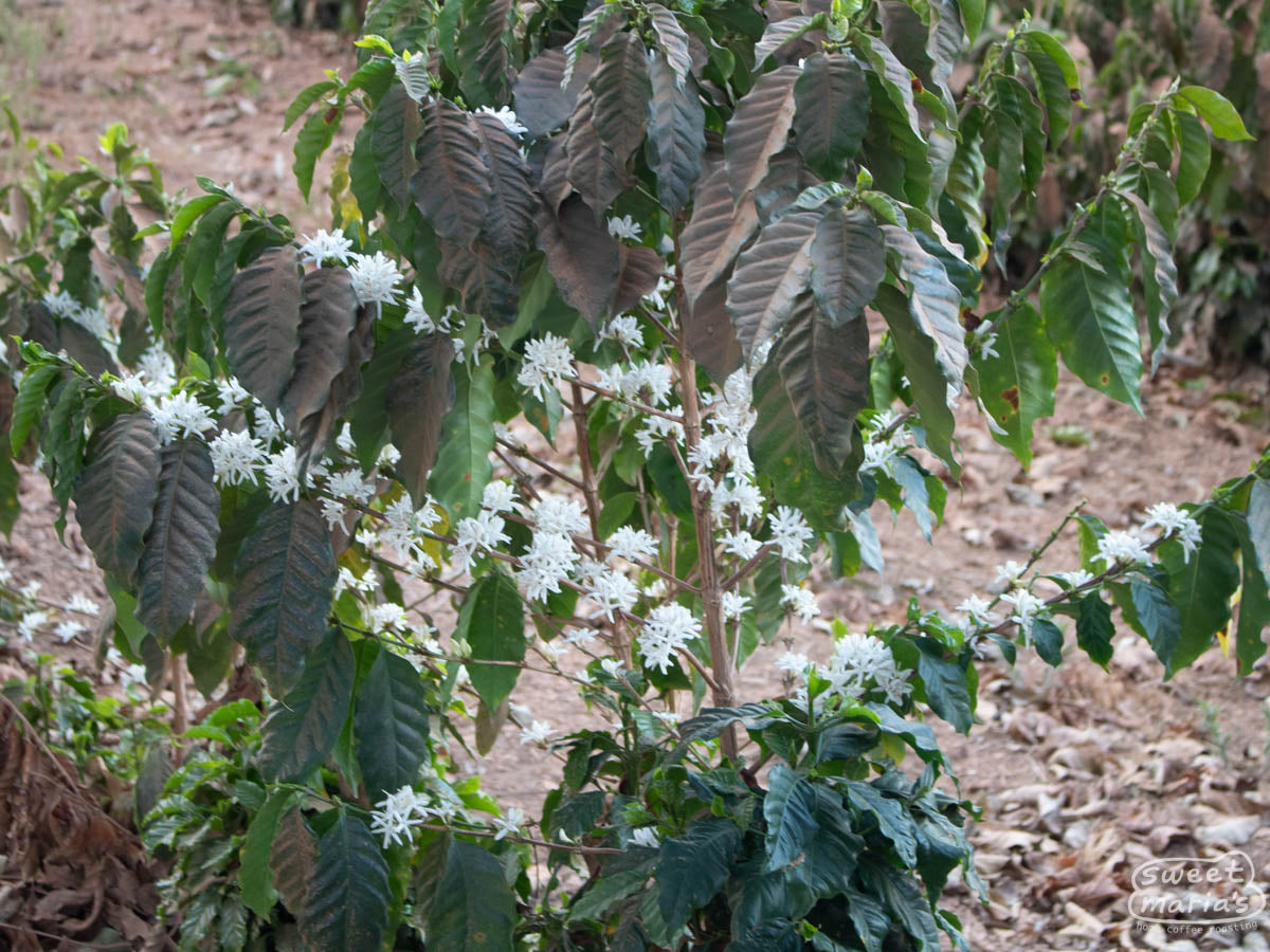  where the cherry is left intact with the seed while drying.