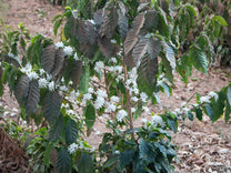  where the cherry is left intact with the seed while drying.