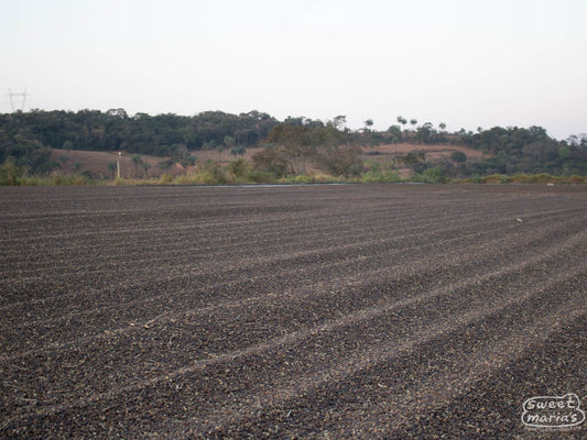 Natural Brazil coffee drying on patio