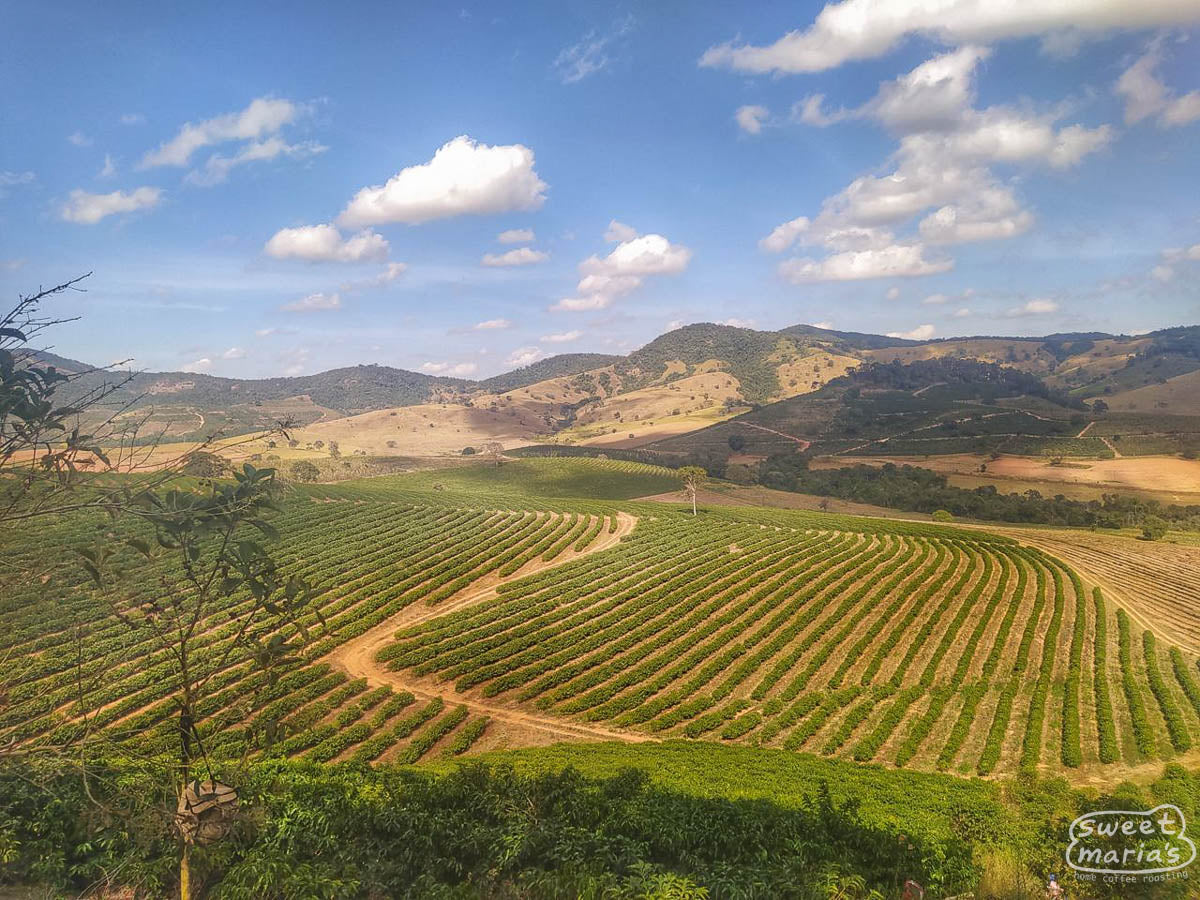 Neatly planted rows of coffee shrubs at the São José farm, run by Andréia Moreira, Sul de Minas, Brazil.