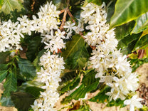 Flowering coffee shrub at São José farm.