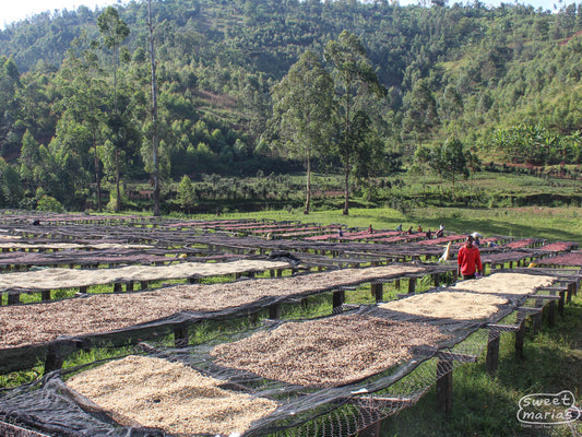 Coffee dries on raised beds made of wood and wire, at the Masha washing station in Gatara Commune, Kayanza, Burundi.