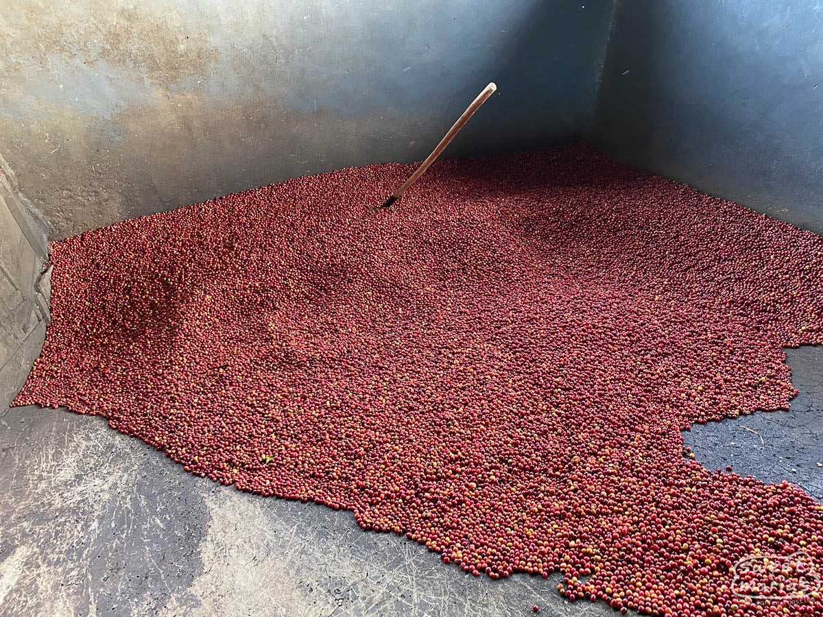 Nemba's cement receiving tank with coffee cherries waiting to be processed.