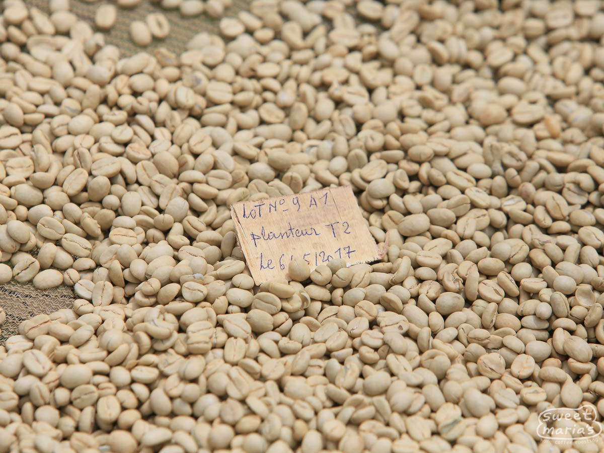 Green coffee still in the parchment layer drying on the raised coffee drying beds at the Murambi. The small note card on top of the coffee has all the information about this specific coffee for tracing purposes, such as delivery date, lot ID, and where it