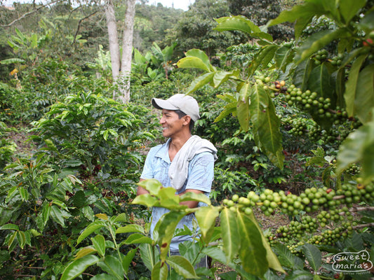 Robison Pillimué is surrounded by green foliage and coffee cherry at his farm in Agua Blanca, Inzá, Colombia.