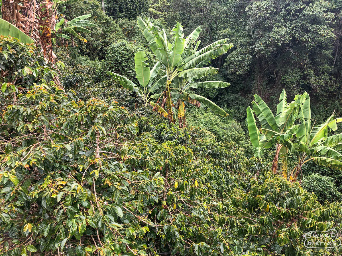 Tolima