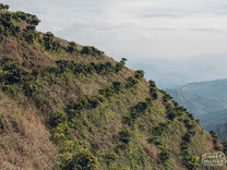New coffee plants on the steep hillside of El Jardin farm in Santa Barbara, Antioquía, Colombia.