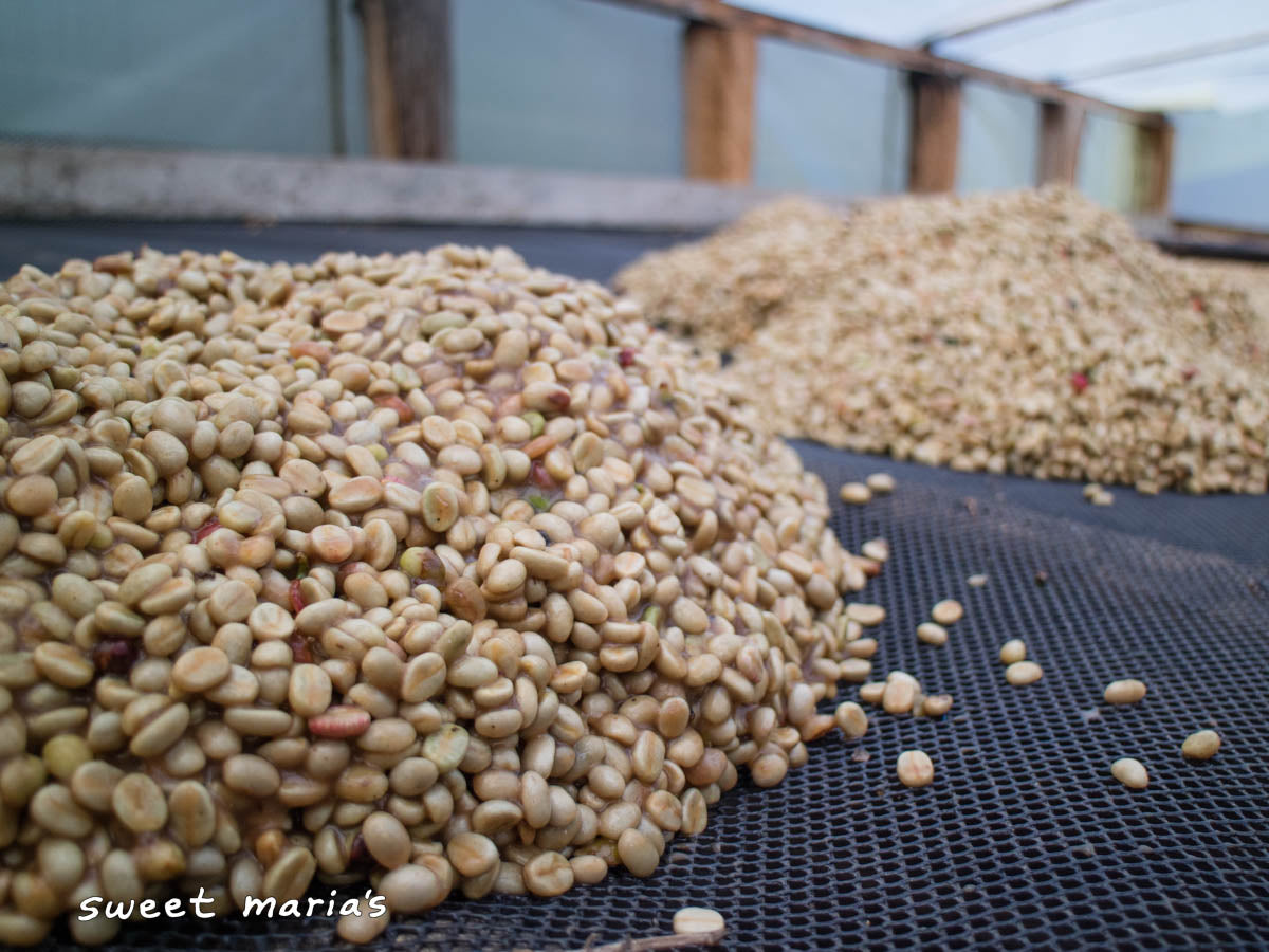Freshly processed honey coffee drip-drying before spreading out into a thin layer on raised beds. Aponte