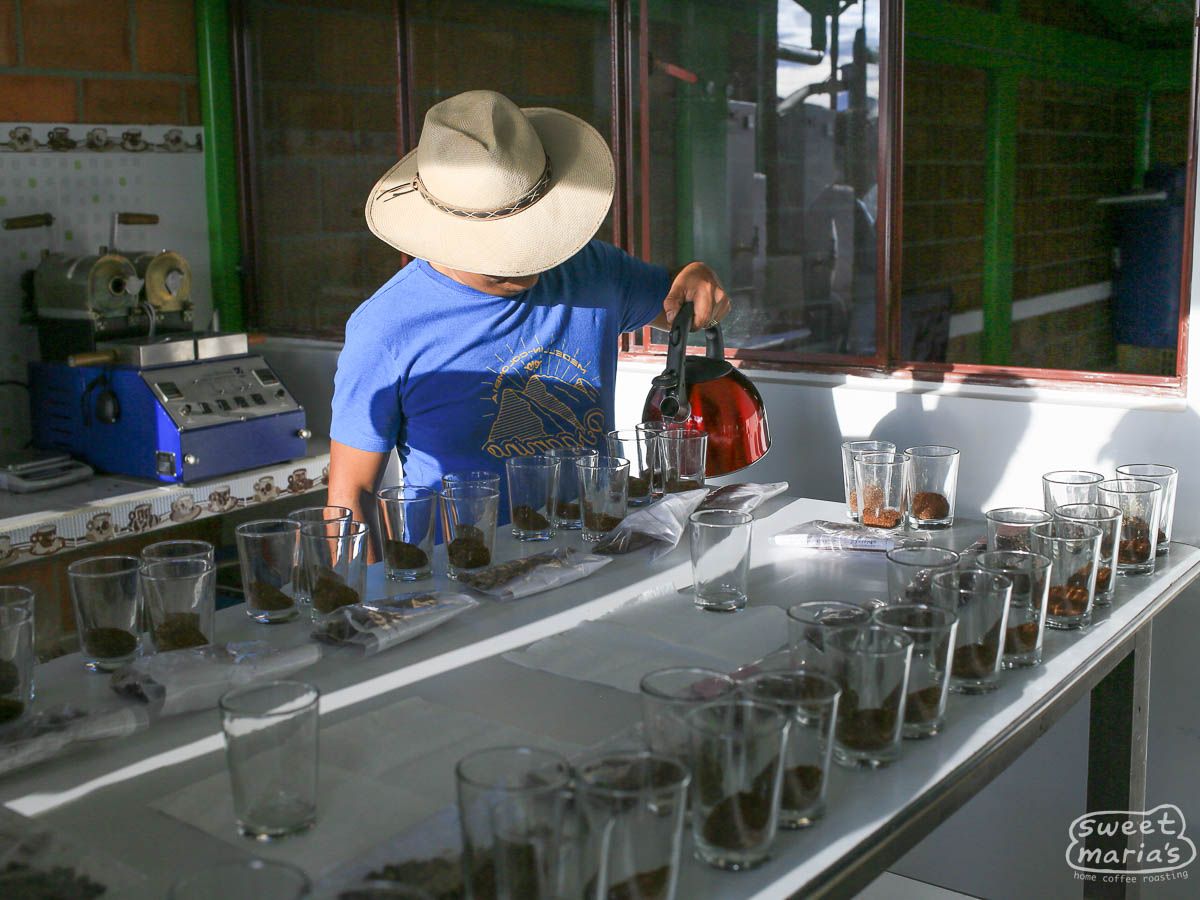 Pouring a table of coffee samples at the association during the harvest in Nariño.
