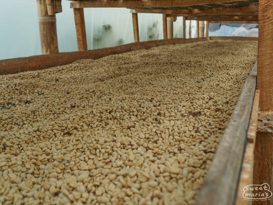 Parchment coffee drying on raised beds at a farm in China Alta, Tolima.