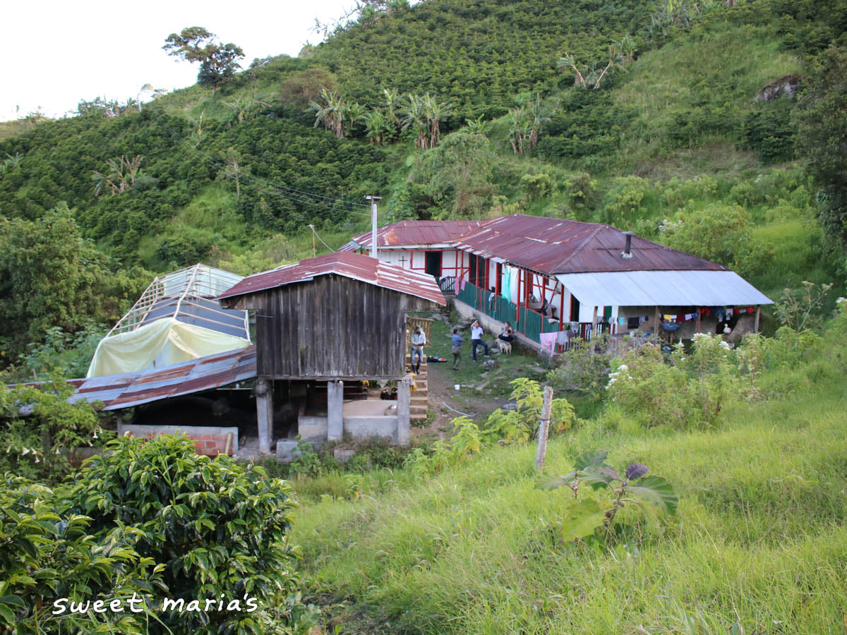 A view of the Sandoval home and milling operation in Tolima. The tarpaulin roof of the drying room at left had just blown off in a storm. They were able to replace it last harvest.
