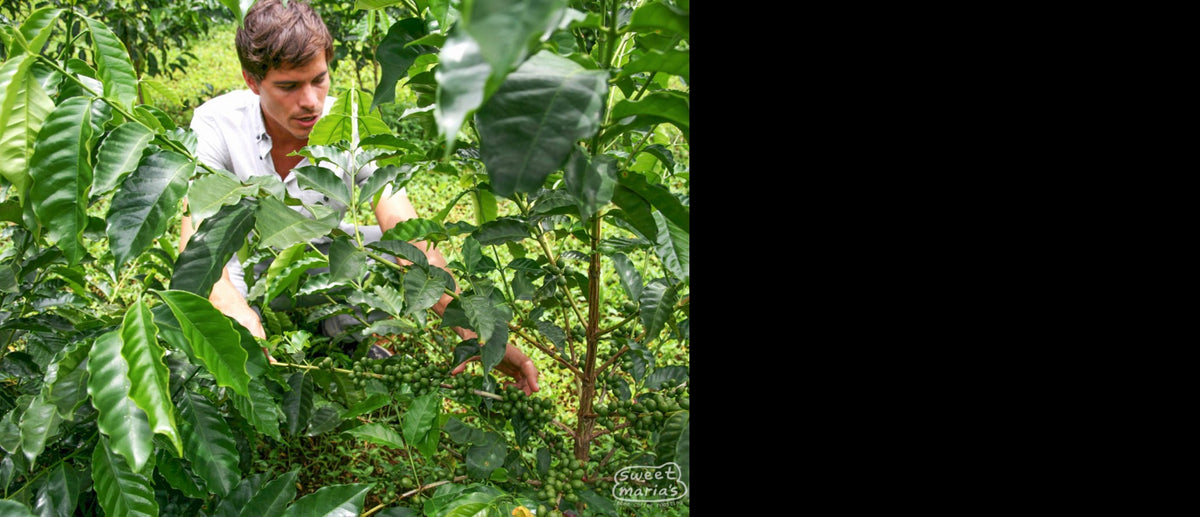 Diego Guardia in the field of his family farm and green coffee micro mill, Hacienda Sonora, in the Central Valley, Costa Rica.