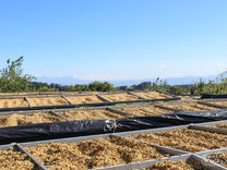 Costa Rica Monte Brisas Typica