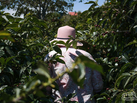 Maria Elena Castro of the Monte Brisas mill leads us through one of her coffee farms in the West Valley.