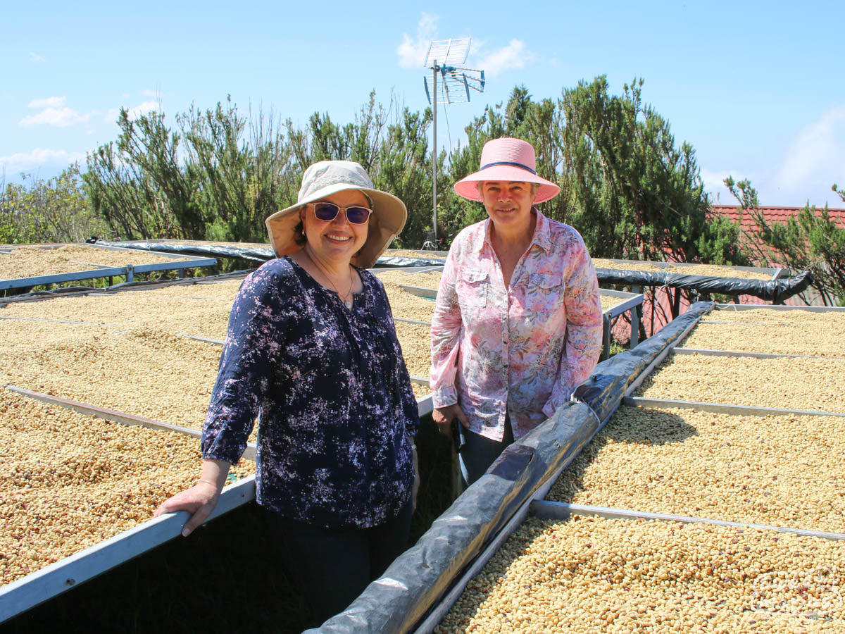 Costa Rica Monte Brisas Typica