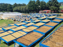 Yellow and Red Honey process coffees dry on raised beds at the Sumava coffee farm in Lourdes de Naranjo, Costa Rica.