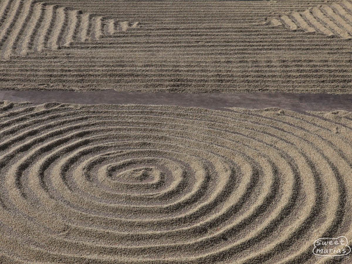 Coffee raked into interesting patterns at a Costa Rican mill.