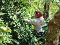 A coffee picker selects the ripe cherries from a shrub at a farm in Tarrazu.