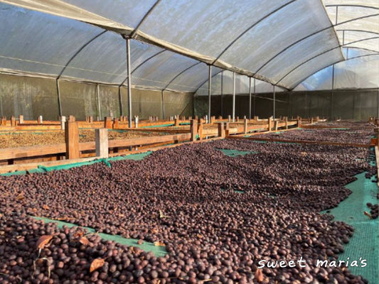 Anaerobic dry process coffee dries on raised beds under protective shade covering at Fátima micromill, where Higuito was processed. Los Santos region.