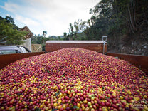 Coffee cherries being delivered by truck to the Palmichal mill, where Cristian Alvarez' coffee is processed. Los Santos, Tarrazu.