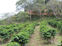 Rodolfo Valverde poses for a photo at his farm, "Arecas", in Palmichal de Acosta, Costa Rica.