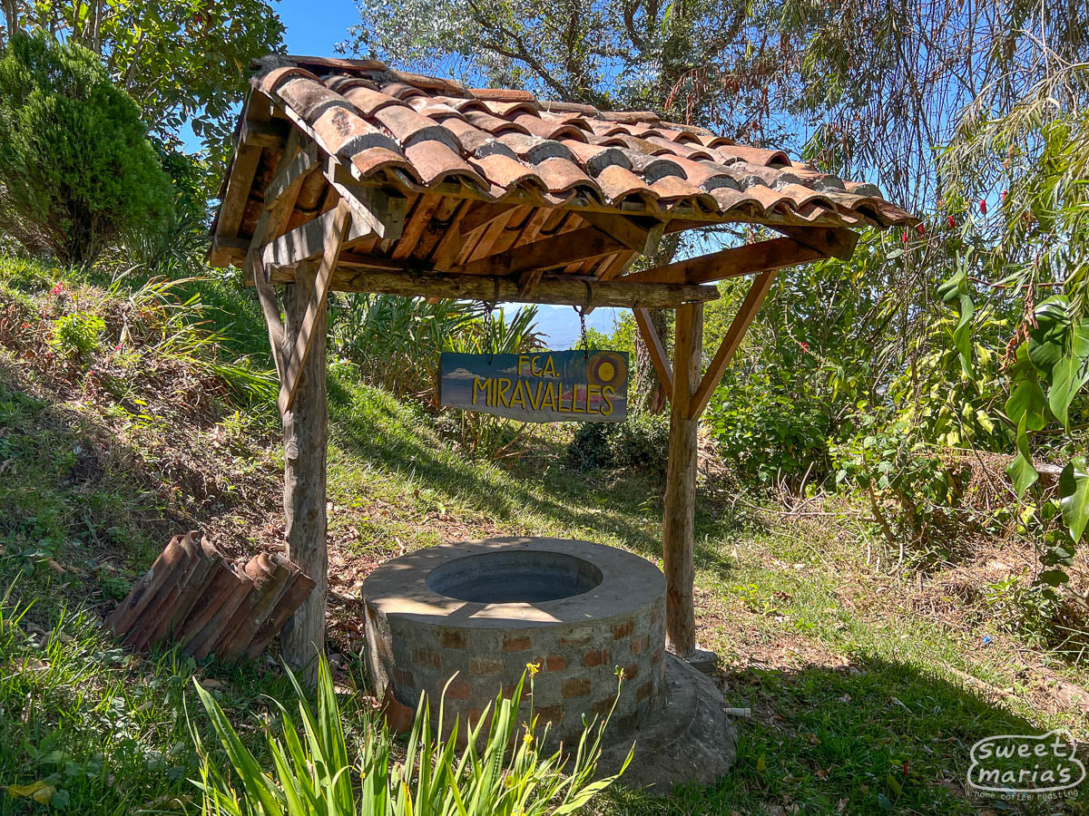 A photo of the Cuscatleco coffee variety drying on raised beds at the Miravalles mill in Ahuachapan, El Salvador.
