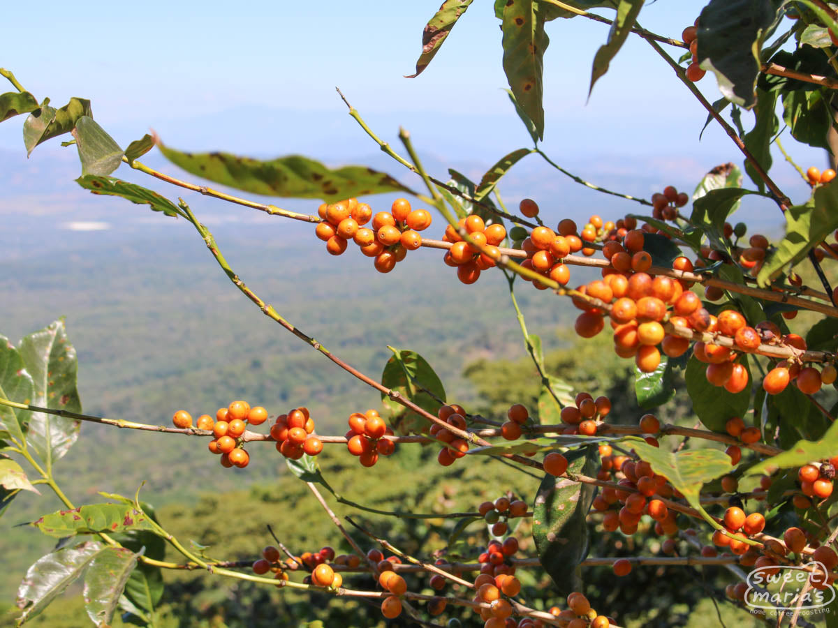 A yellow bourbon shrub with ripe coffee cherries at the Miravalles farm in Ahuachapan, El Salvador.