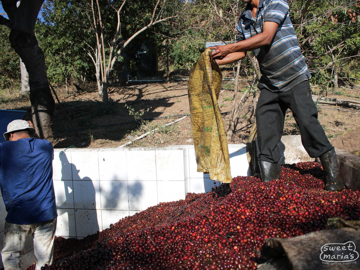 A worker empties bags of ripe cherries for processing at the Tacubaya mill in Ahuachapan.