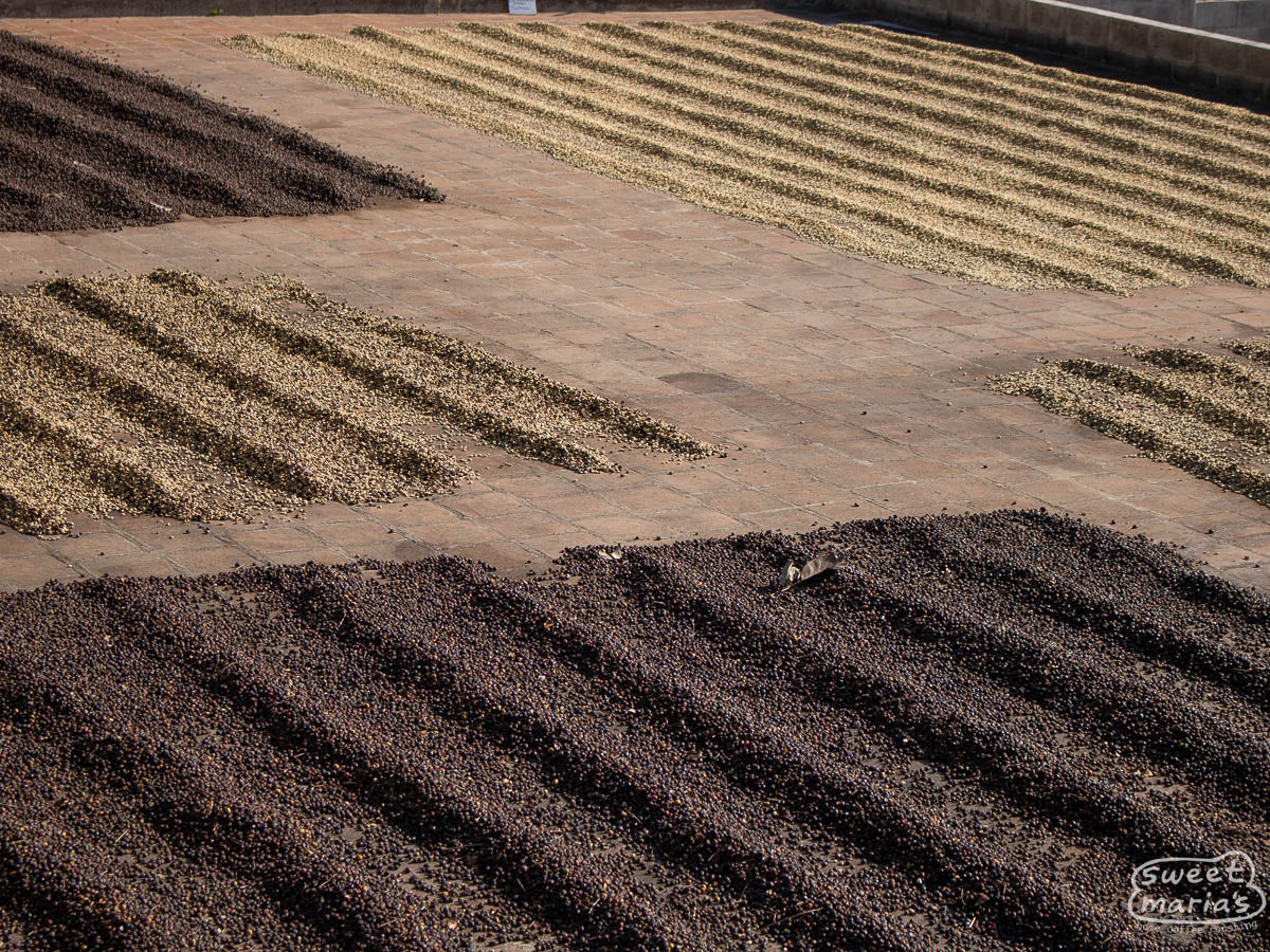Natural, Honey, and Washed coffees dry on the cement patios at Tacubaya mill.