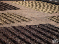 Natural, Honey, and Washed coffees dry on the cement patios at Tacubaya mill.