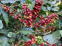 Cherry turns a deep red color as it ripens on this Anacafe shrub at the Miravalles farm in Ahuachapan, El Salvador.