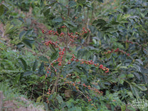 Red Tabi cultivar growing at Finca Miravalles in Apaneca, near the town of Atiquizaya, El Salvador. Some Tabi produces yellow cherries too.