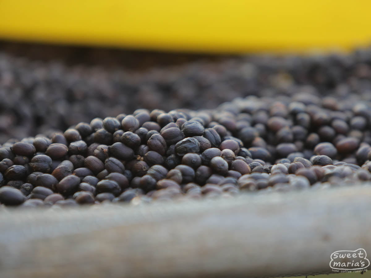  stands out front of the coffee processing site on the road leading through Beshasha Badiya