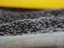 Dry process coffee on raised beds in Goma region, Jimma, Ethiopia.