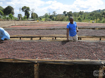 Workers pull unripe coffee cherries from the drying beds of the Goro site in Hambela Wamena, Guji Zone Ethiopia.