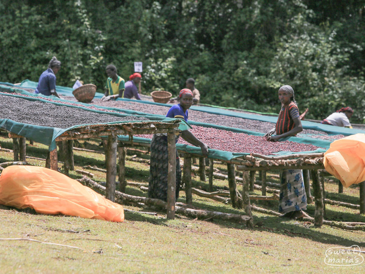 Workers remove unripe coffee cherries from the drying tables at a Guji site.