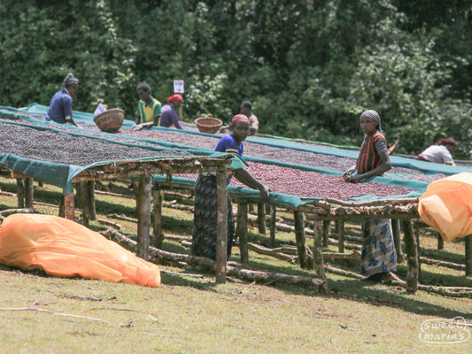 Workers remove unripe coffee cherries from the drying tables at a Guji site.