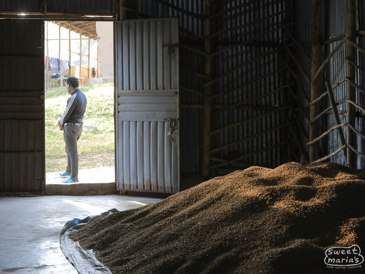 A high pile of dried coffee is stored inside the cool dark warehouse of an Uraga mill.